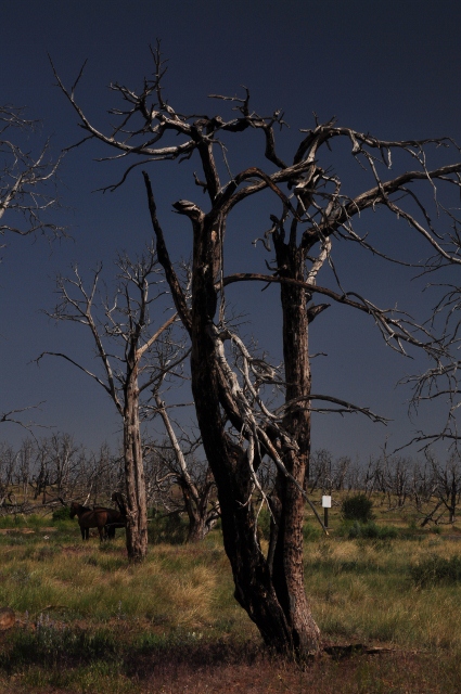 Wetherill Mesa tree